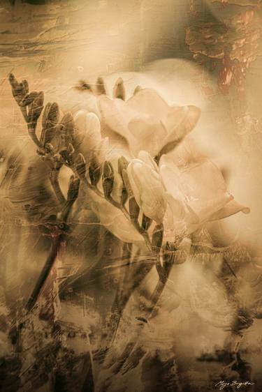 Print of Expressionism Floral Photography by Mirja Nuutinen