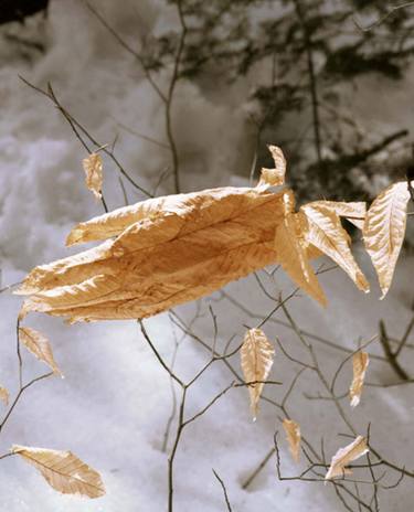 Original Nature Photography by Luce Pelletier