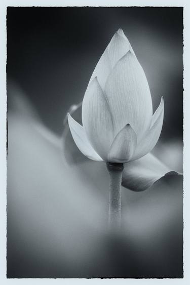 Print of Floral Photography by Ken Tam
