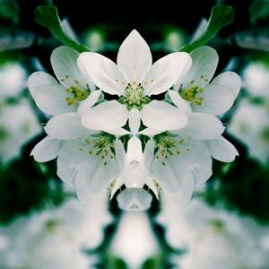 Collection Apple Tree Blossoms