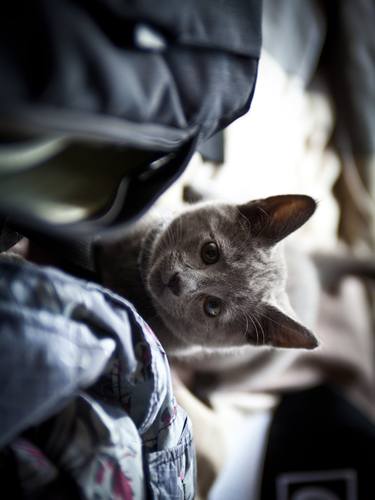 Russian Blue thumb