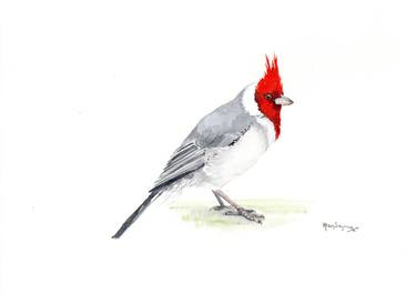 Red-crested Cardinal (asg00019) thumb