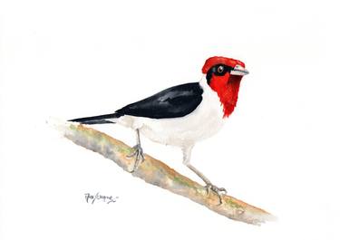 Red-capped Cardinal (asg00018) thumb