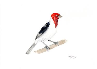 Red-cowled Cardinal (asg00017) thumb