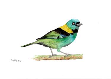 Green-headed Tanager - 2 (asg00048) thumb