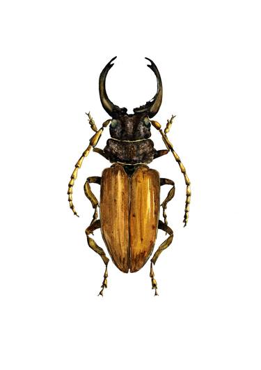 Longhorn beetle (asg00259) thumb