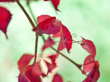 Print of Botanic Photography by Gabriele Maurus