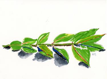 Original Botanic Drawings by Gabriele Maurus