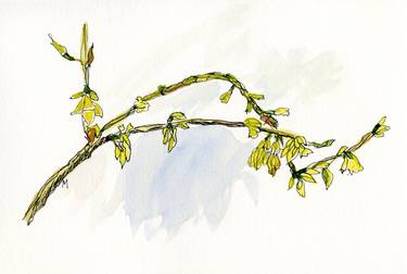 Original Documentary Botanic Drawings by Gabriele Maurus