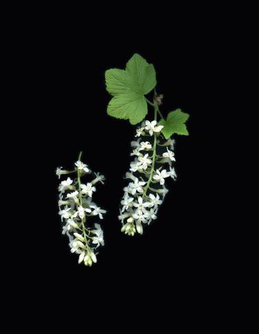 Flowering Currants thumb