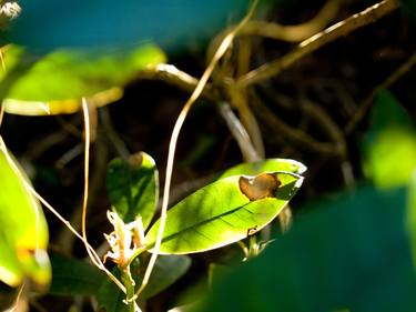 Print of Abstract Garden Photography by Gabriele Maurus