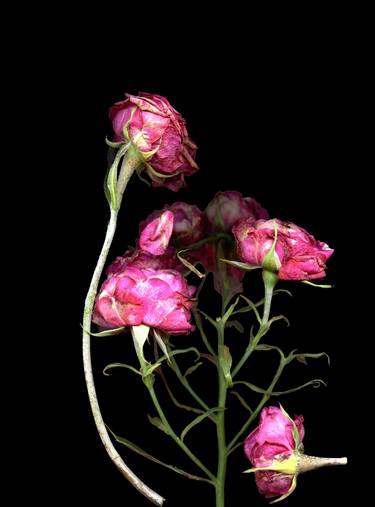 Print of Conceptual Floral Photography by Gabriele Maurus