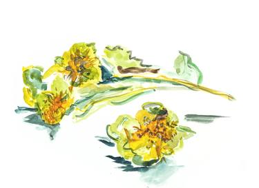 Original Botanic Drawings by Gabriele Maurus