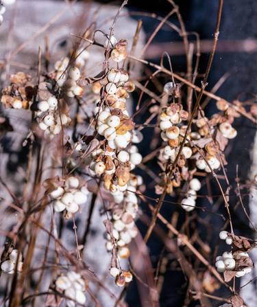 Snowberry Cosmos thumb