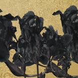 Black iris by Vladas Orzekauskas