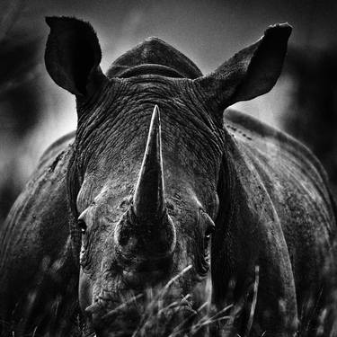 Original Figurative Animal Photography by Laurent Baheux