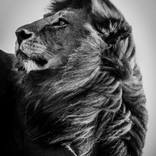 Collection Black & White Photography 