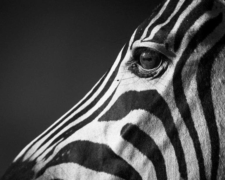 Side View of Zebra (9625) - Signed edition