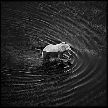 Original Figurative Animal Photography by Laurent Baheux