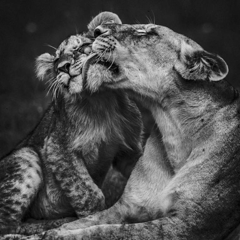 Lion cub with mum (5488) - Limited Edition 2 of 5 Photography by ...