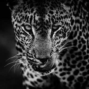Leopard portrait (4314) - Limited edition 2 of 5 thumb