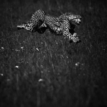 Original Animal Photography by Laurent Baheux