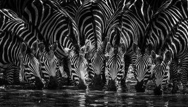 Original Figurative Animal Photography by Laurent Baheux