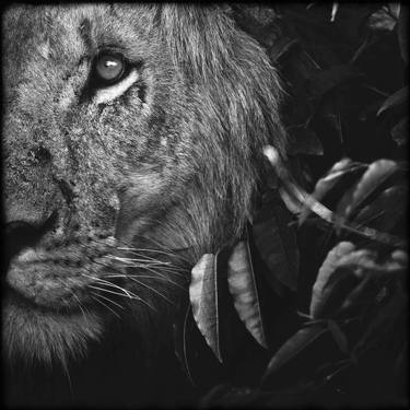 Lion Between Leaves (4083) - Signed edition thumb