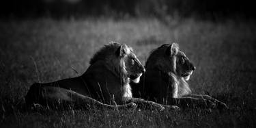 Original Fine Art Animal Photography by Laurent Baheux