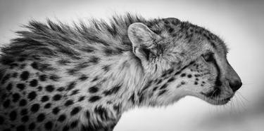 Original Animal Photography by Laurent Baheux