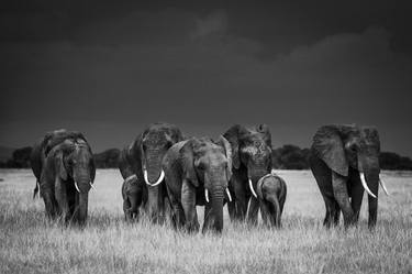 Original Figurative Animal Photography by Laurent Baheux