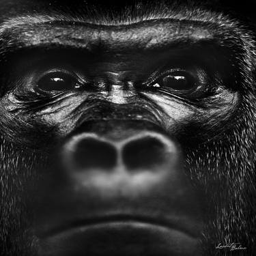 Print of Portraiture Animal Photography by Laurent Baheux