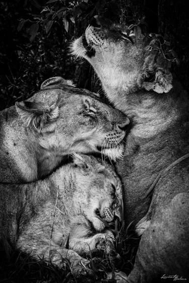 Print of Figurative Animal Photography by Laurent Baheux