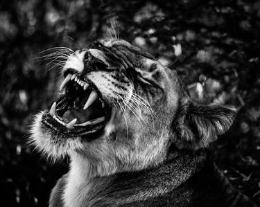 Original Figurative Animal Photography by Laurent Baheux