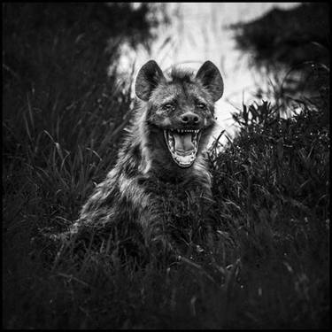 Original Animal Photography by Laurent Baheux