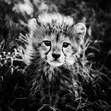 Cheetah Cub Portrait (5824) - Signed Edition thumb