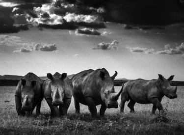 Rhinos Quartet (4403) - Signed Edition thumb