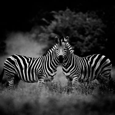 Original Figurative Animal Photography by Laurent Baheux