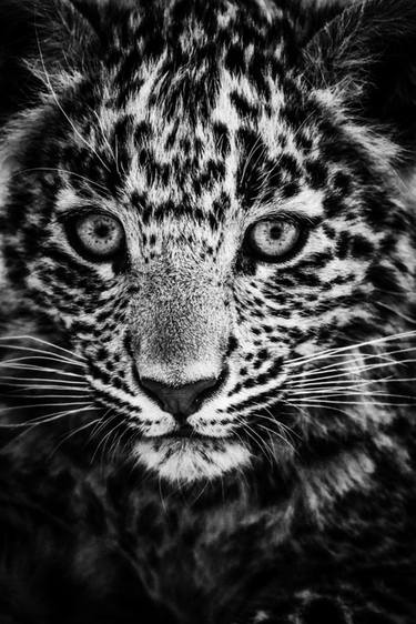 Original Portraiture Animal Photography by Laurent Baheux