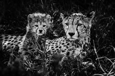 Cheetah Cub With Mum (6693) - Signed Edition thumb