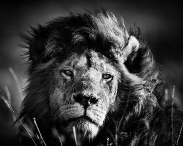 Original Animal Photography by Laurent Baheux