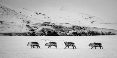 Four Reindeers Walking on the Snow (6187) - Signed Edition thumb