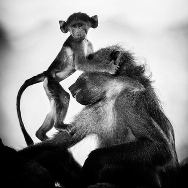 Original Figurative Animal Photography by Laurent Baheux
