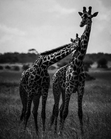 Original Figurative Animal Photography by Laurent Baheux