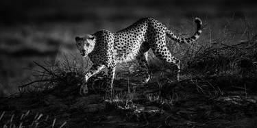 Hunting Cheetah (3559) - Signed Edition thumb