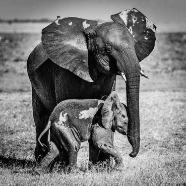 Original Animal Photography by Laurent Baheux