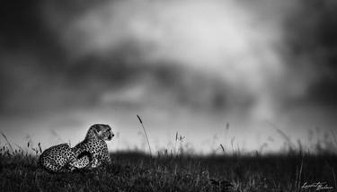 Original Figurative Animal Photography by Laurent Baheux