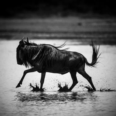 Original Figurative Animal Photography by Laurent Baheux