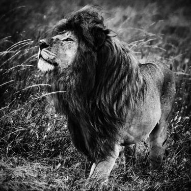 Original Animal Photography by Laurent Baheux