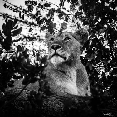 Original Figurative Animal Photography by Laurent Baheux